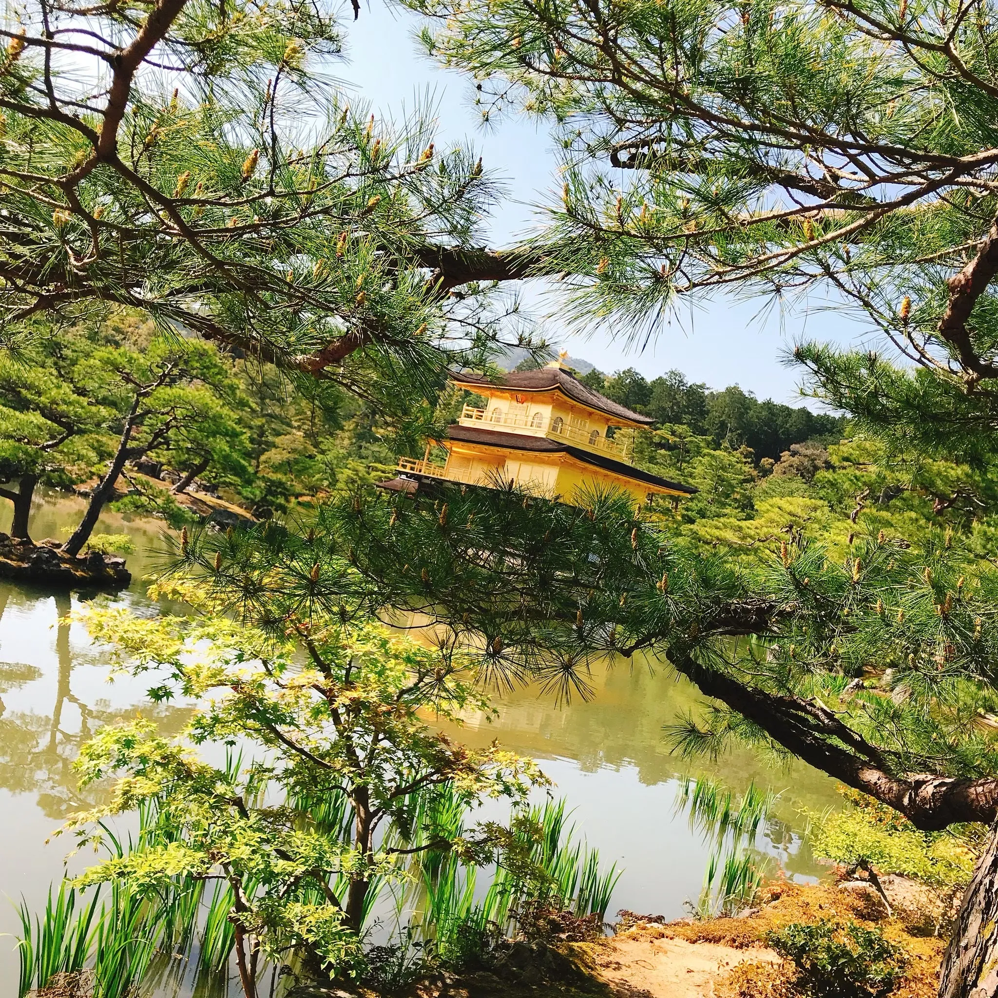 金閣寺の画像